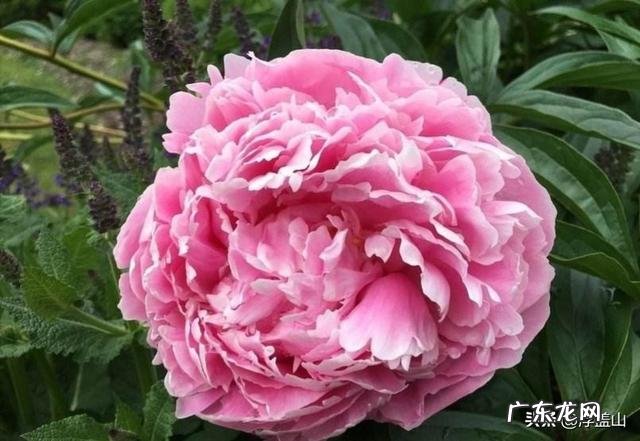 雍容华贵、国色天香,是说花还是喻人为什么?