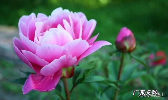 雍容华贵、国色天香,是说花还是喻人为什么?