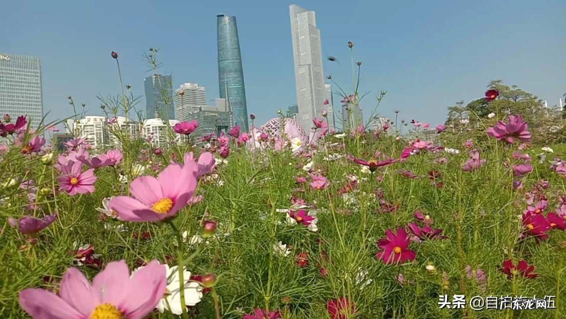 你所在的地方冬天最美景色是什么样子?