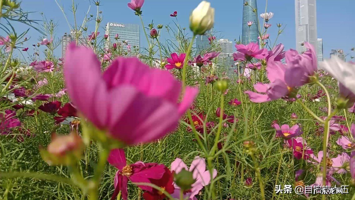 你所在的地方冬天最美景色是什么样子?