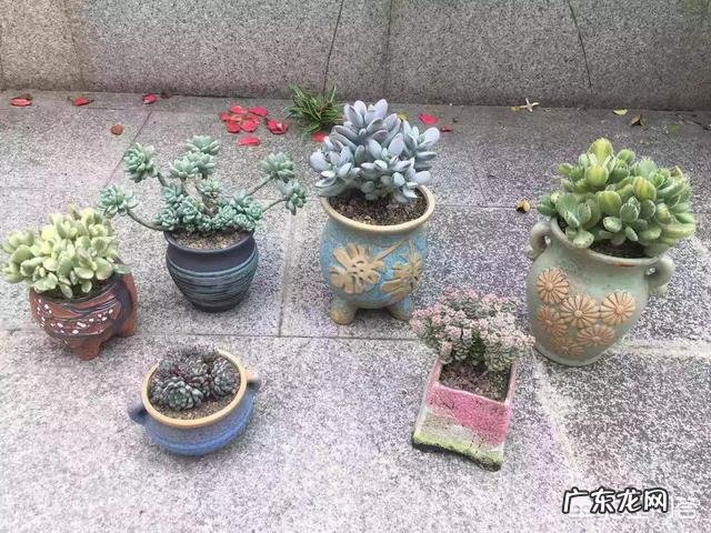 多肉修根晾根了,为什么还是不服盆?