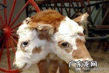 核电站核反应堆爆炸会对人体以及生态带来怎样的危害?