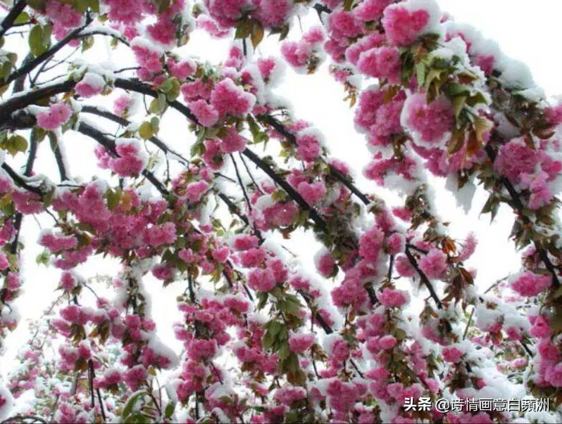 你认为最美的写雪的诗词是什么?