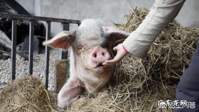 汶川地震“猪坚强”住一室一厅还有专人伺候，你怎么看？