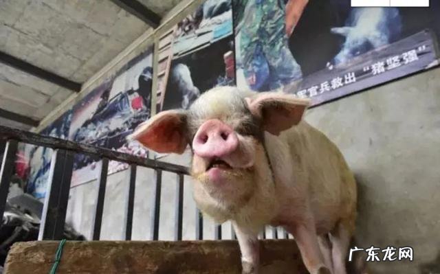 汶川地震“猪坚强”住一室一厅还有专人伺候，你怎么看？