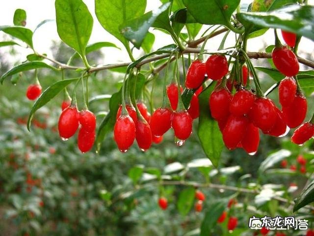 地骨皮的功效是什么?