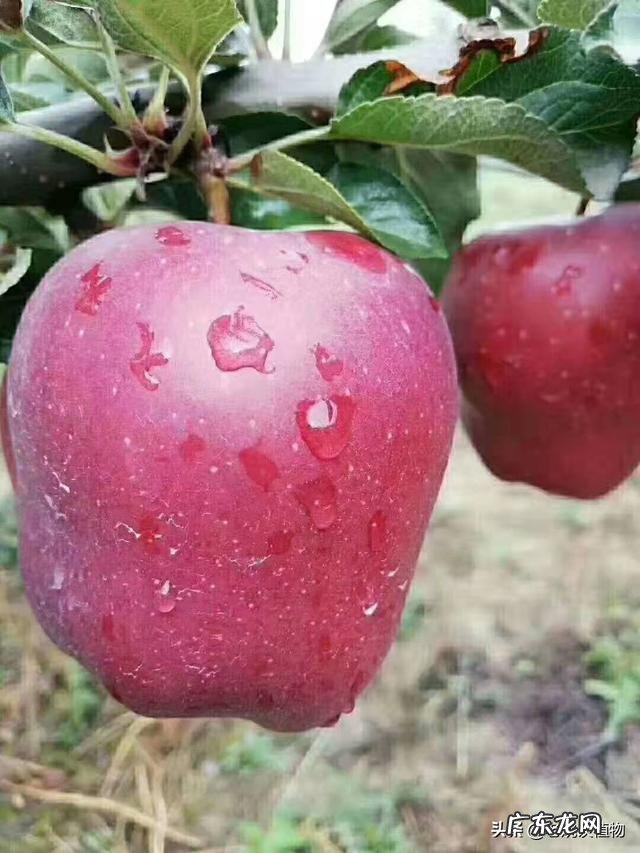 苹果对人体有什么好处?