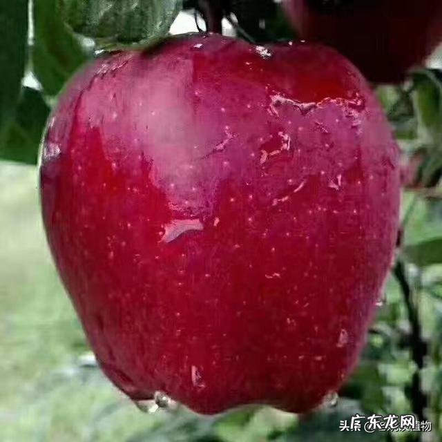 苹果对人体有什么好处?