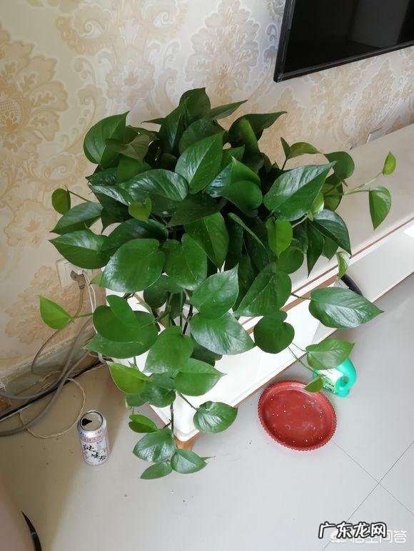 卧室里可以放绿萝吗，养绿萝需要注意什么？