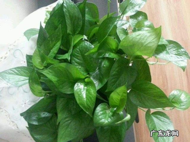 卧室里可以放绿萝吗,养绿萝需要注意什么?