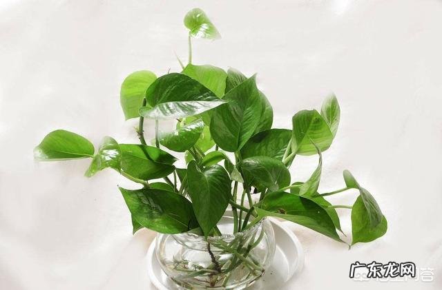 卧室里可以放绿萝吗,养绿萝需要注意什么?