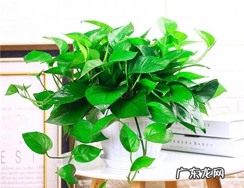 卧室里可以放绿萝吗,养绿萝需要注意什么?