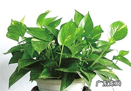 卧室里可以放绿萝吗,养绿萝需要注意什么?
