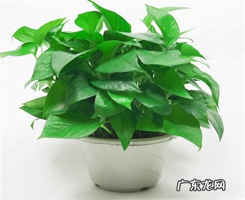 卧室里可以放绿萝吗,养绿萝需要注意什么?