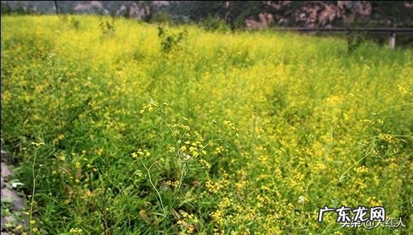 中药材价格近期走高，在农村种植中药材怎么样？哪些中药材收益高些？