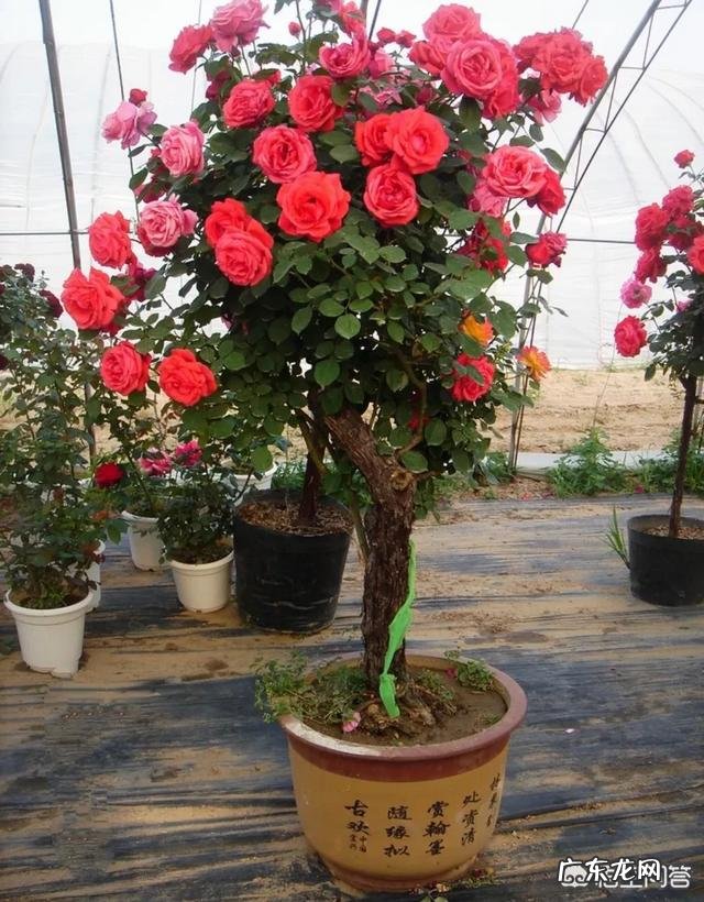 如何在室内养好一盆月季花？