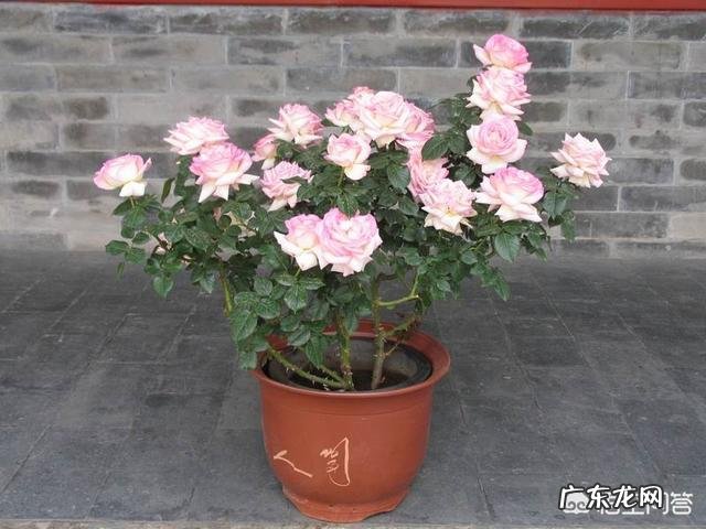 如何在室内养好一盆月季花？