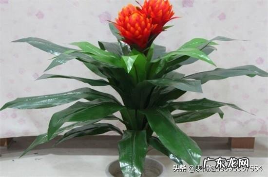 自己家可以养红运当头吗?怎么养?