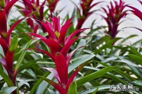 自己家可以养红运当头吗?怎么养?