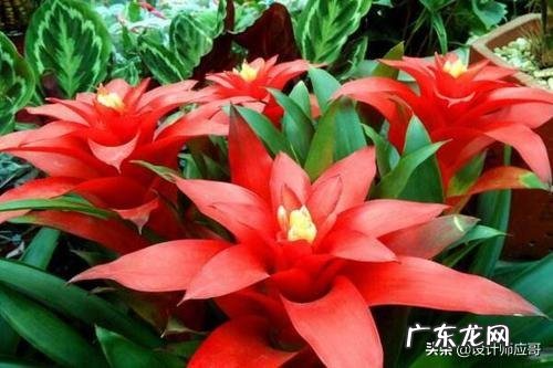 自己家可以养红运当头吗?怎么养?