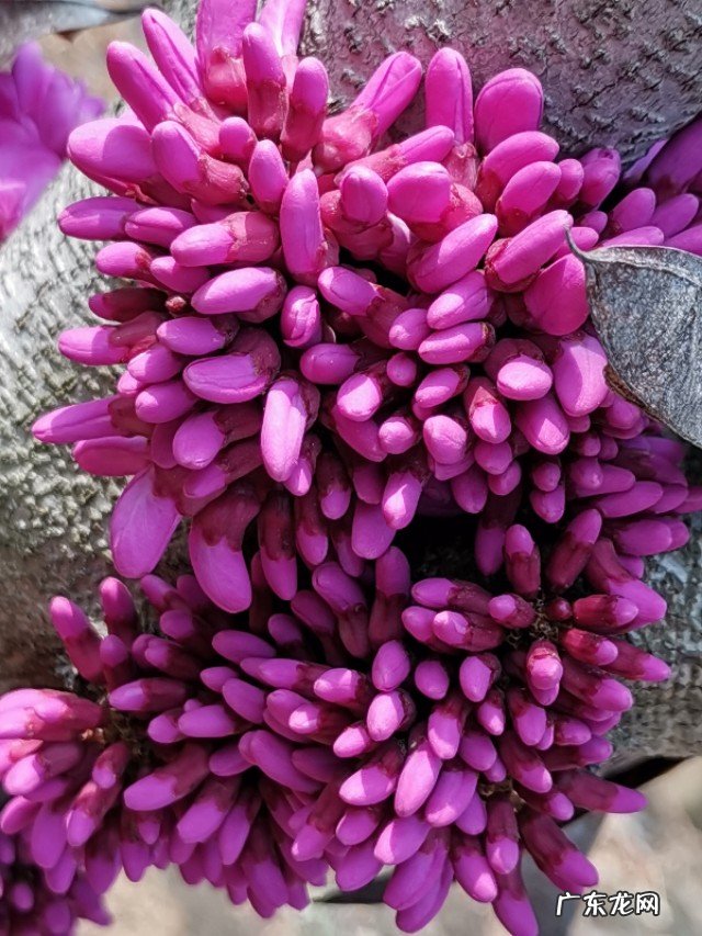 紫荆花开,摄影怎么拍?