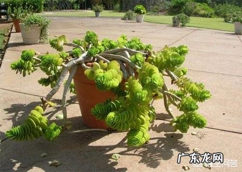 金钱木老是黄叶子,是怎么回事?