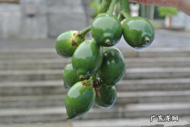 台湾水果有哪些品种?