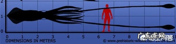 大王乌贼能吃掉巨齿鲨吗?