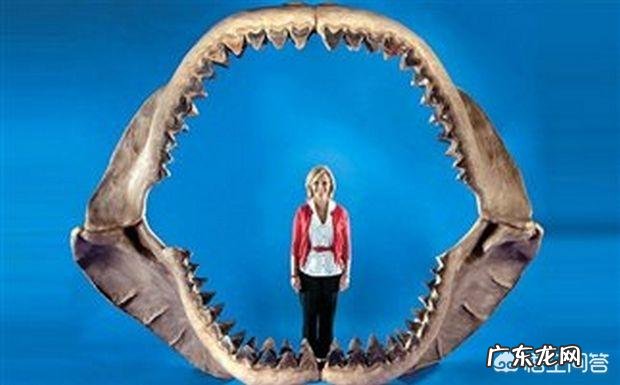 大王乌贼能吃掉巨齿鲨吗?