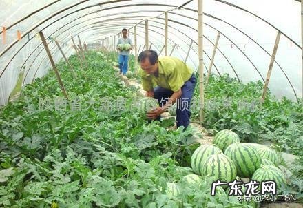 请问西瓜怎么种呢,西瓜鹏怎么搭出来了?