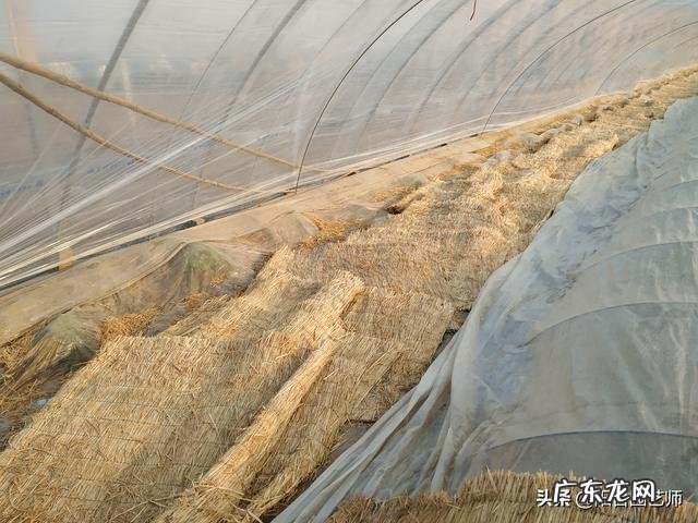 请问西瓜怎么种呢,西瓜鹏怎么搭出来了?