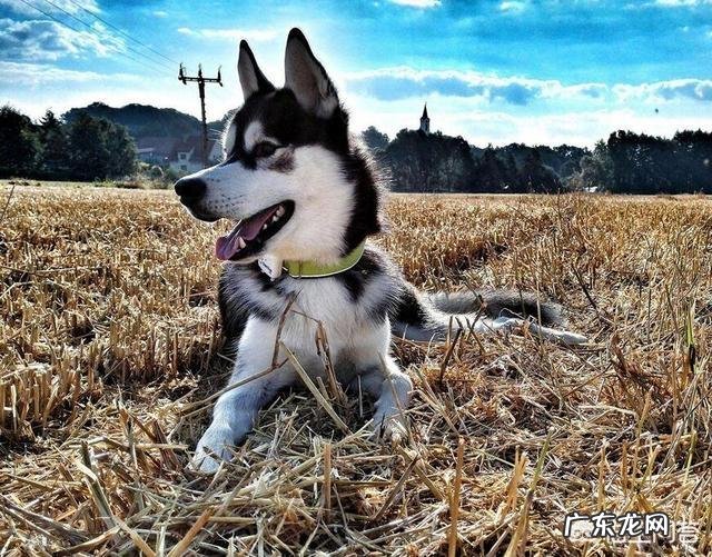 有什么狗狗是体质比较好、不容易生病的?