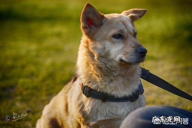 有什么狗狗是体质比较好、不容易生病的?