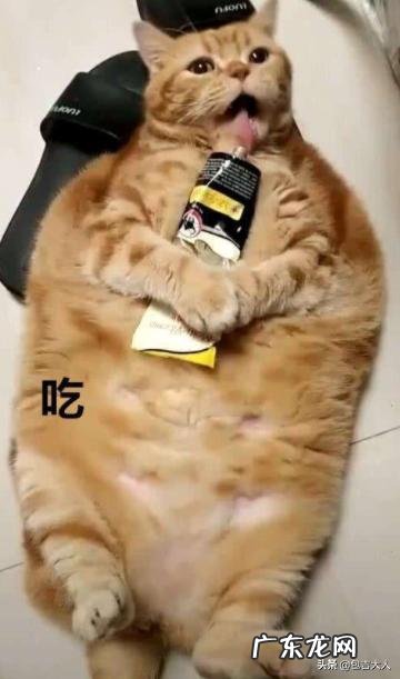 猫如何合理喂养?