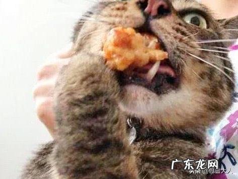 猫如何合理喂养?
