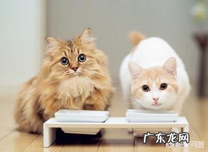 猫如何合理喂养?