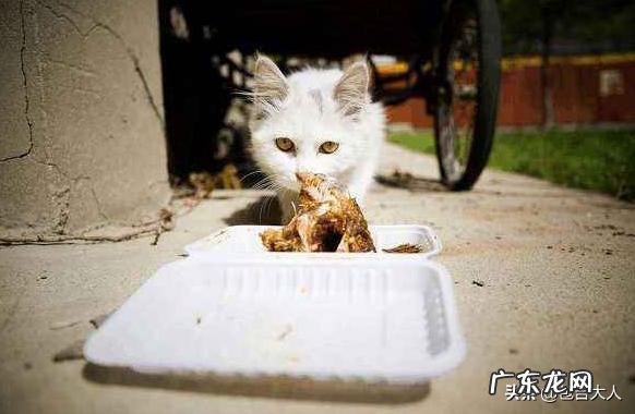 猫如何合理喂养?