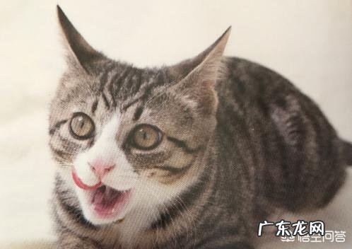 猫如何合理喂养?