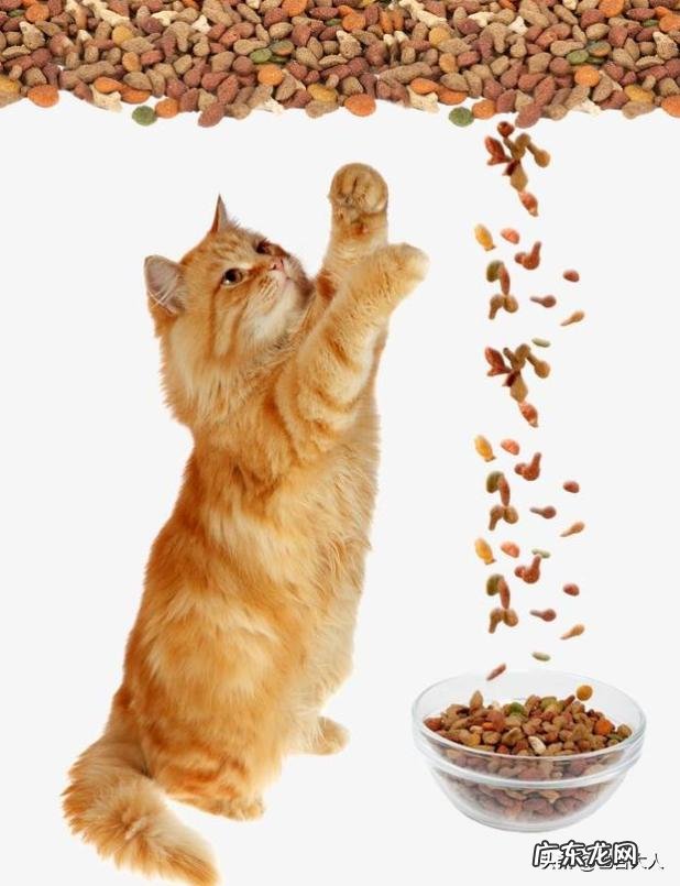 猫如何合理喂养?