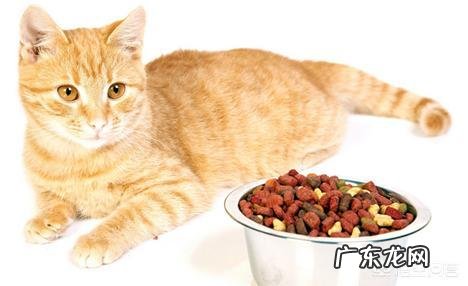 猫如何合理喂养?