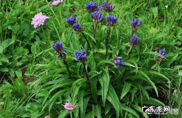 秦艽是一种中药材,它有啥用途?如何种植?