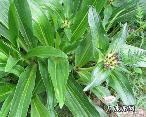 秦艽是一种中药材,它有啥用途?如何种植?