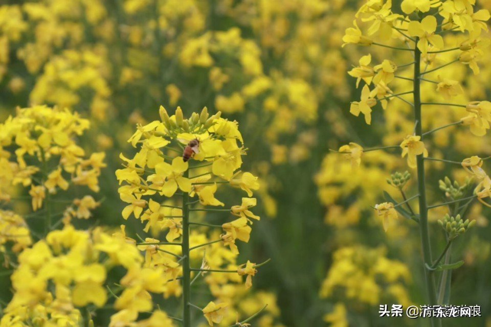有哪些被广泛误解的关于文学的名言或常识?