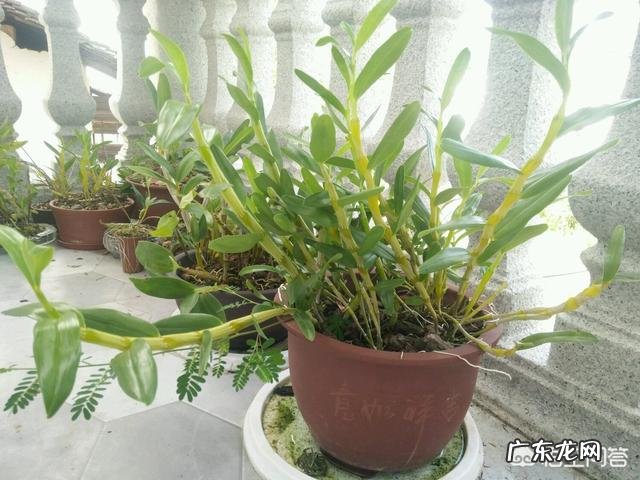 石斛兰花叶子发黄怎么办?