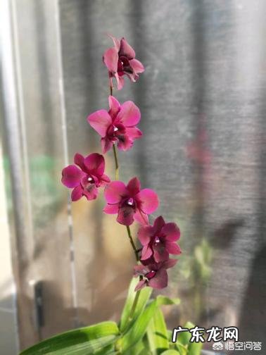 石斛兰花叶子发黄怎么办?