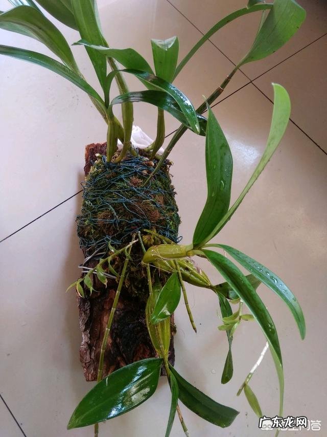 石斛兰花叶子发黄怎么办?