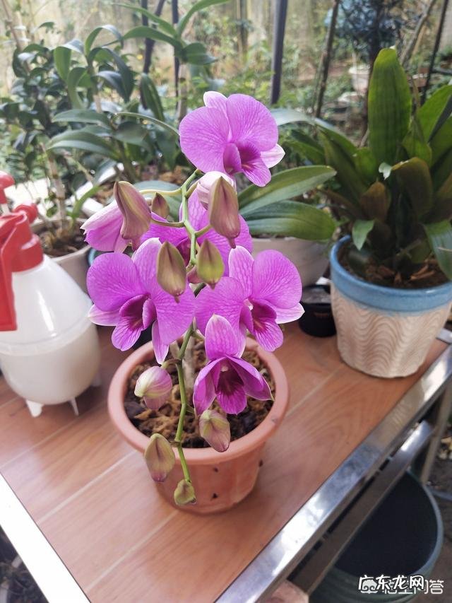 石斛兰花叶子发黄怎么办?