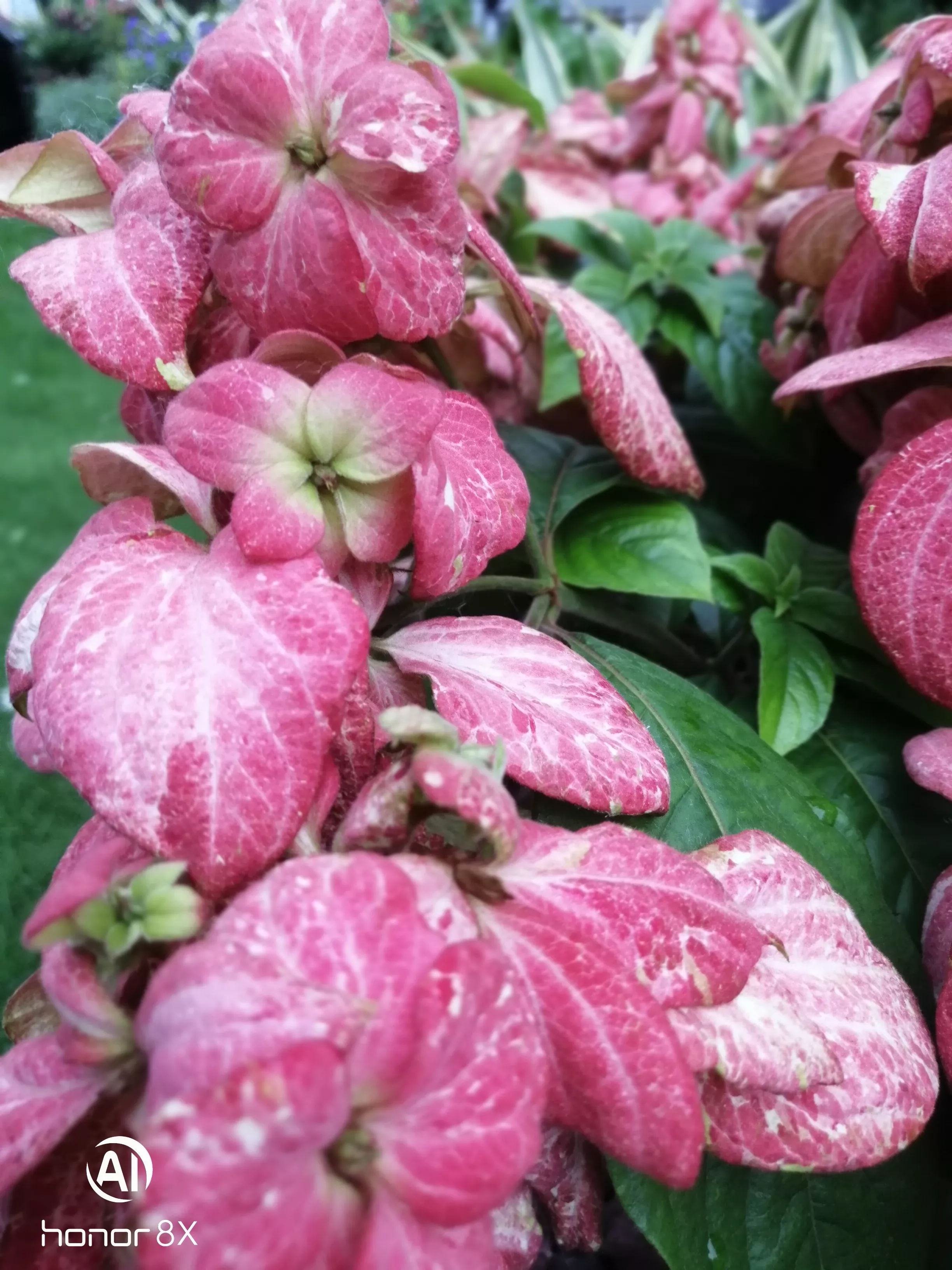 你最喜欢哪一种花?