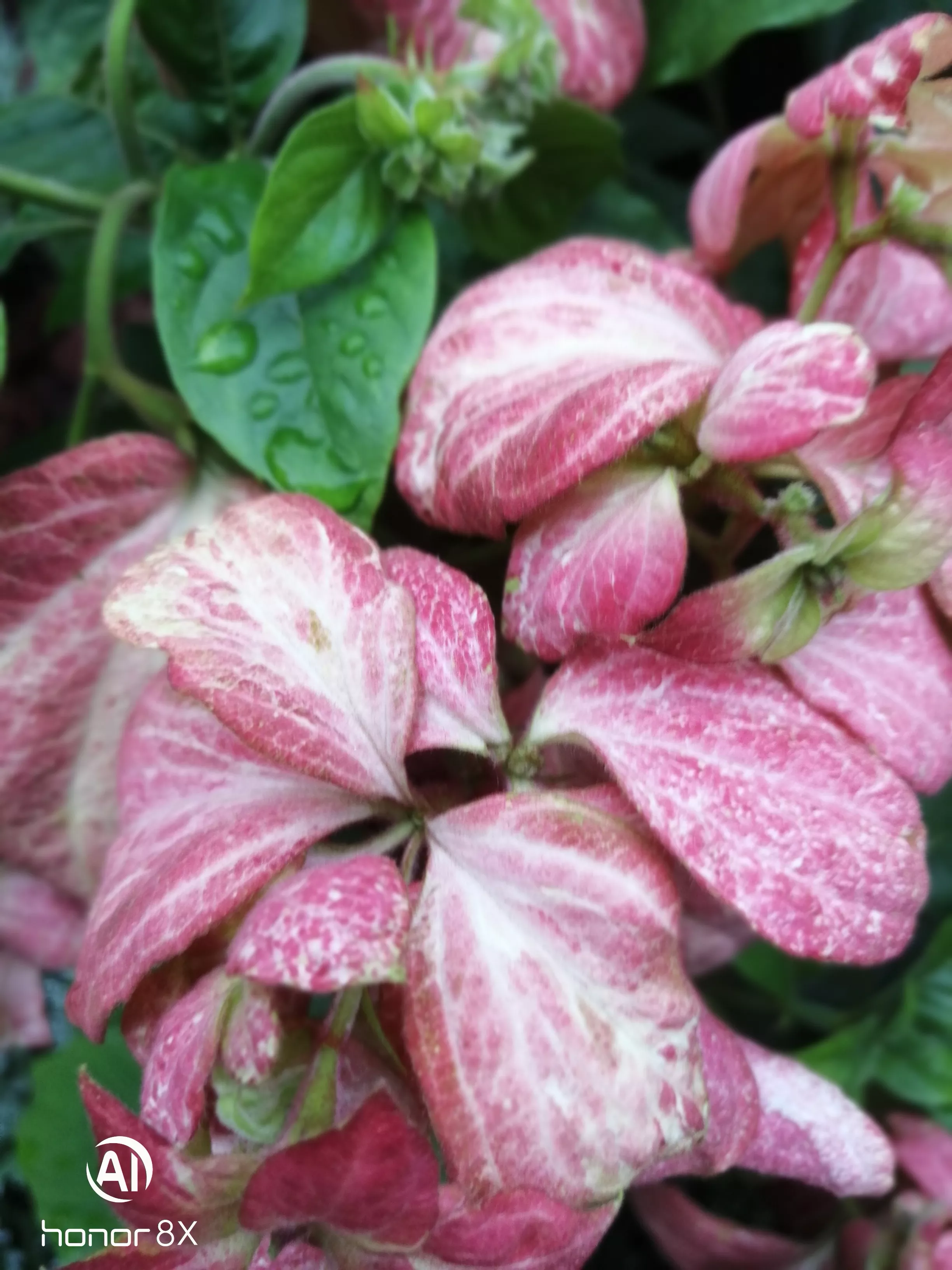 你最喜欢哪一种花?