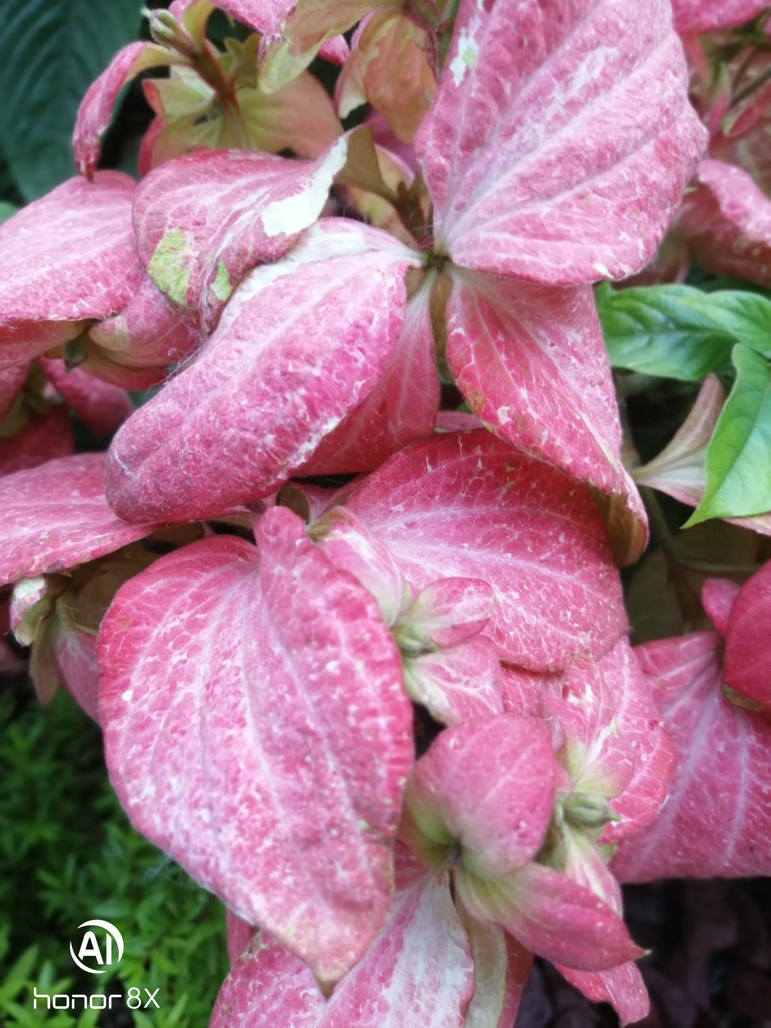 你最喜欢哪一种花?